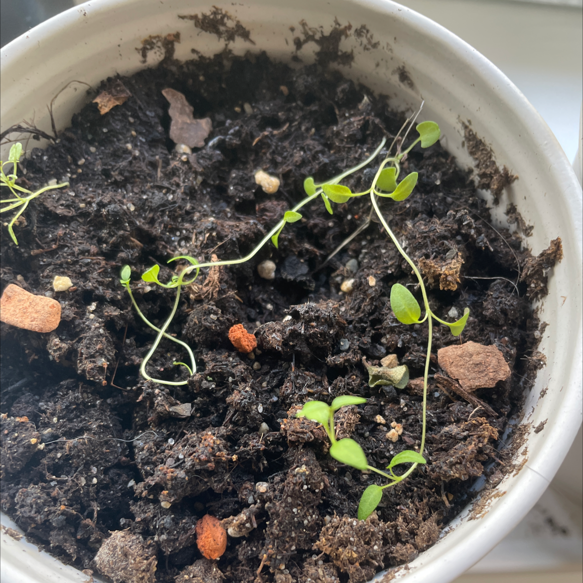 Potted Marjoram plant with sparse green stems and leaves in dry soil.