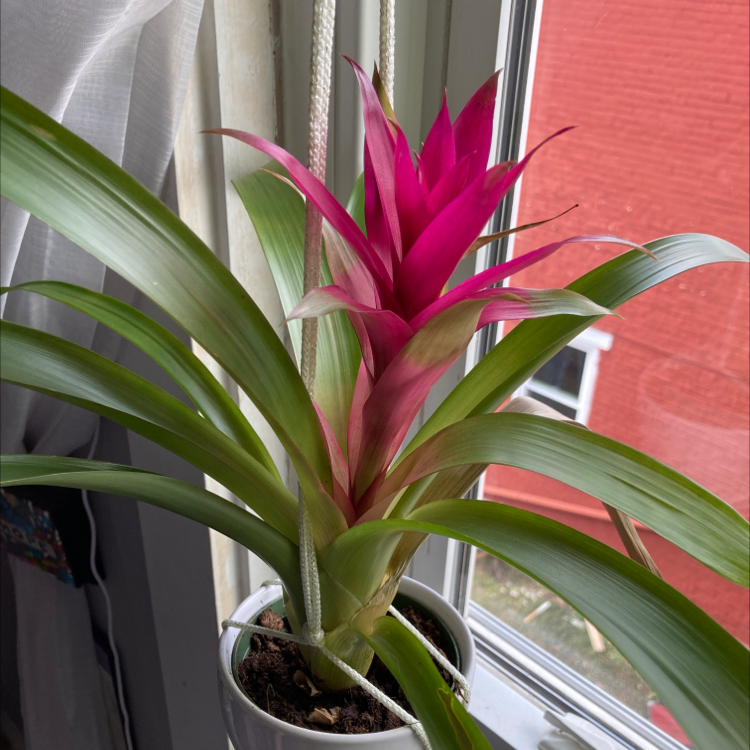 Healthy Urn Plant with vibrant pink and green leaves near a window.