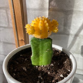 Moon Cactus plant in Christiana, Pennsylvania