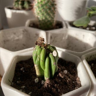 Bunny Ears Cactus plant in Christiana, Pennsylvania