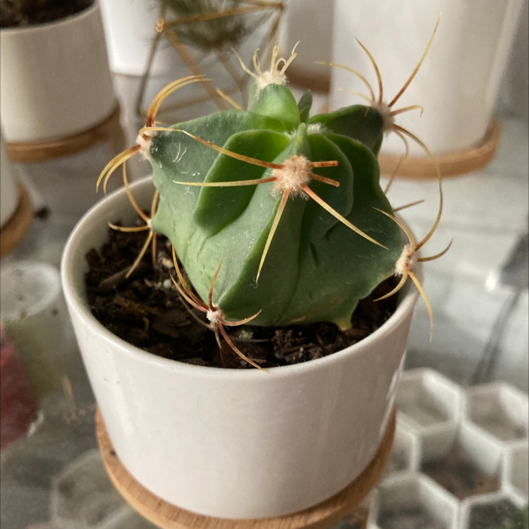 Photo of the plant species Star Plant by @KatieB_. named Mando on Greg, the plant care app