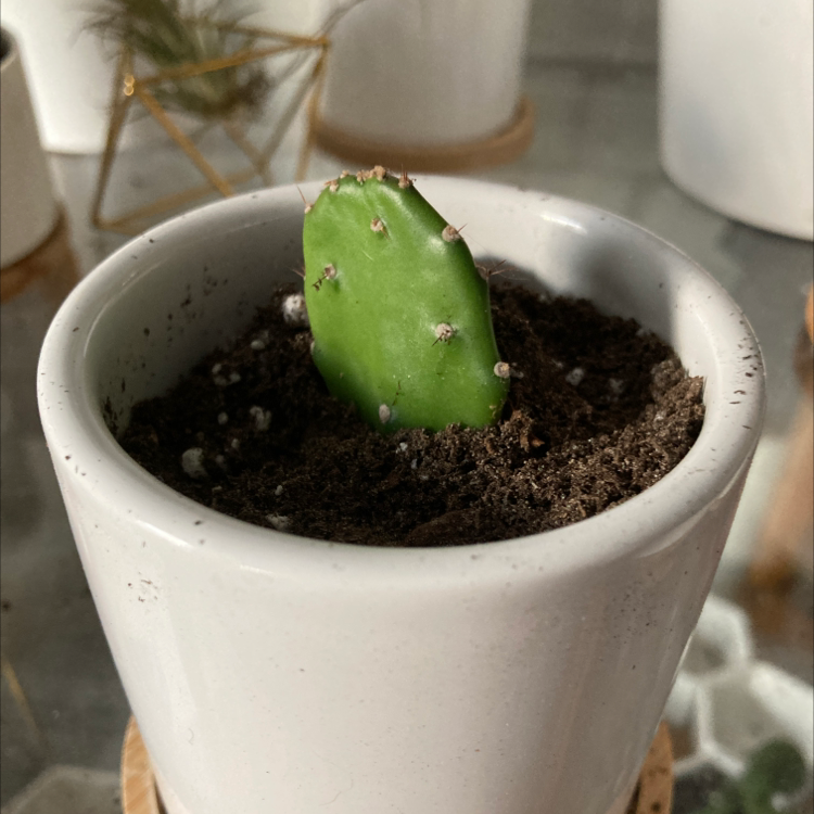 Small Smooth Prickly Pear cactus in a white pot with visible soil.