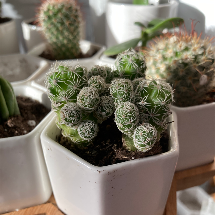 Chihuahuan Beehive cactus in a white hexagonal pot with other cacti in the background.