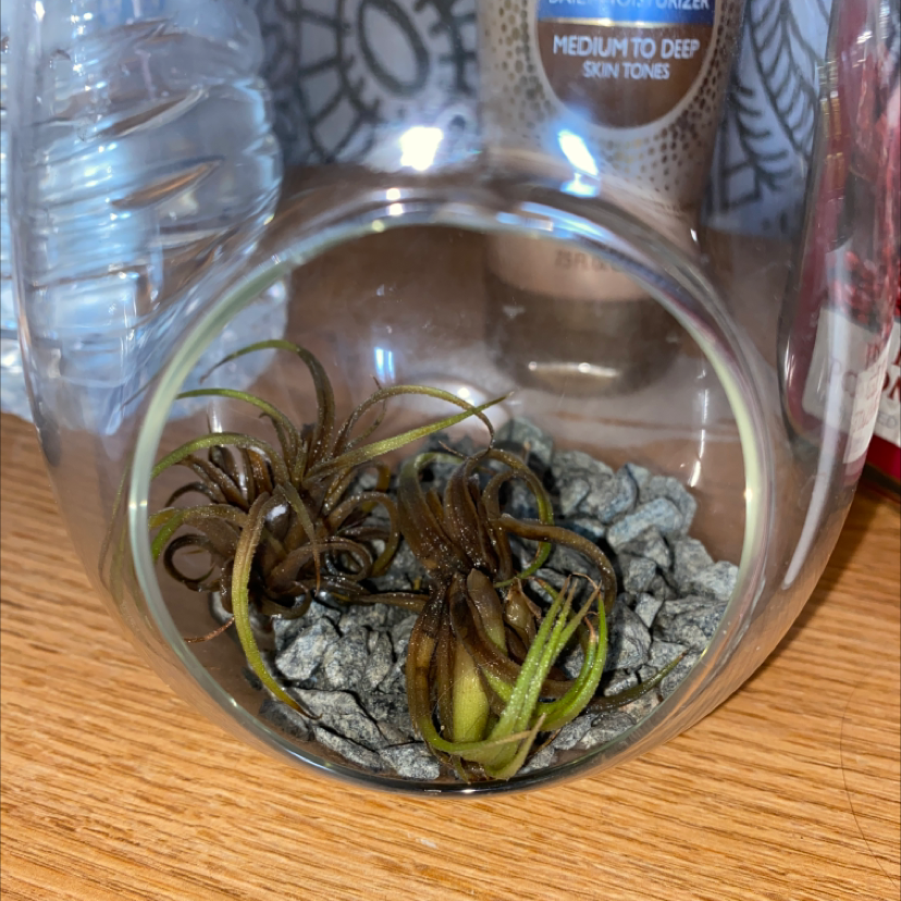 Small Ballmoss plant in a glass container with rocky substrate, showing some browning and yellowing leaves.