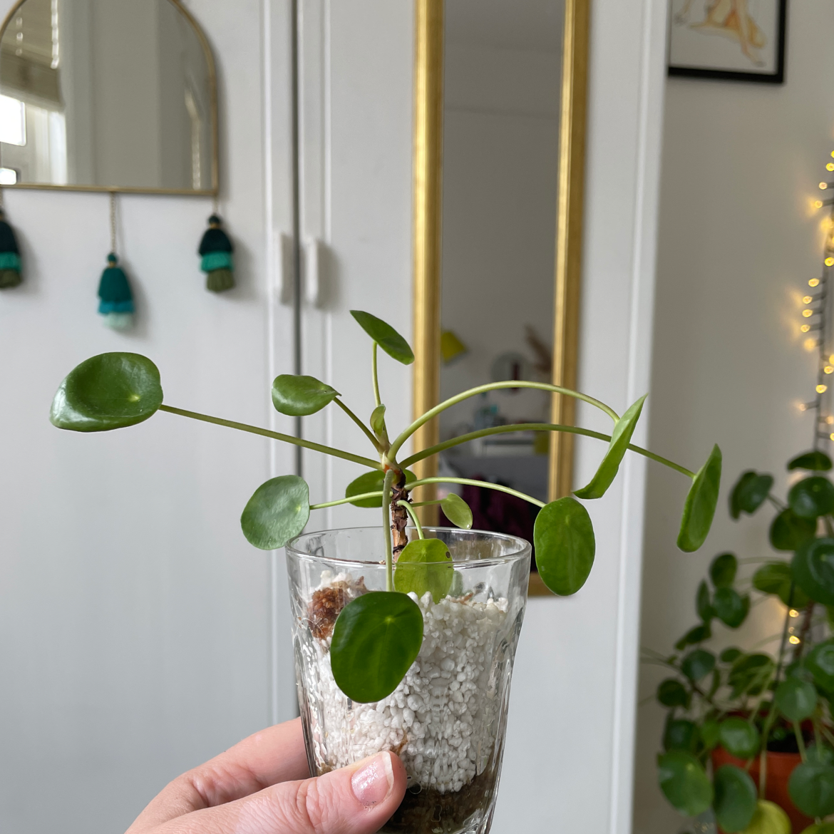 Chinese Money Plant plant photo by @plantitlikelauren named Bobba on Greg, the plant care app.