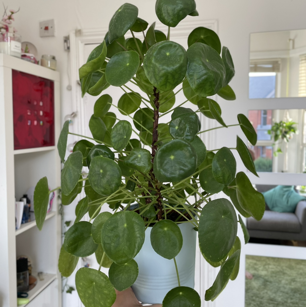 Chinese Money Plant plant photo by @plantitlikelauren named Treeyoncé on Greg, the plant care app.