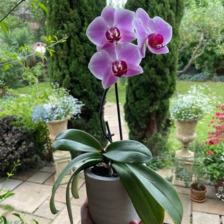 orchid plant in London, England