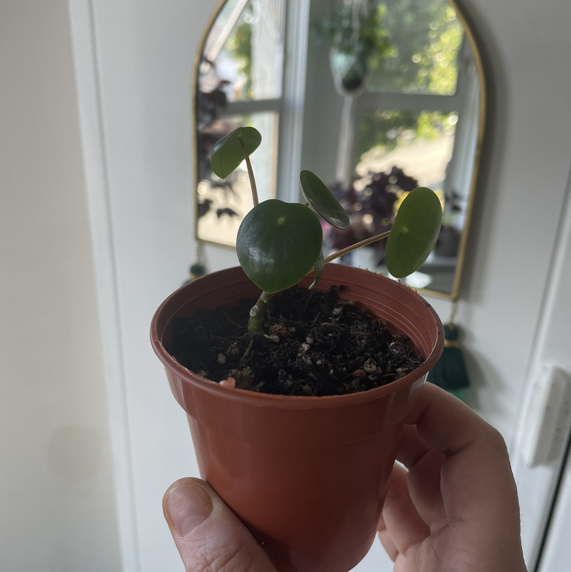 Raindrop Peperomia plant photo by @plantitlikelauren named Clo on Greg, the plant care app.