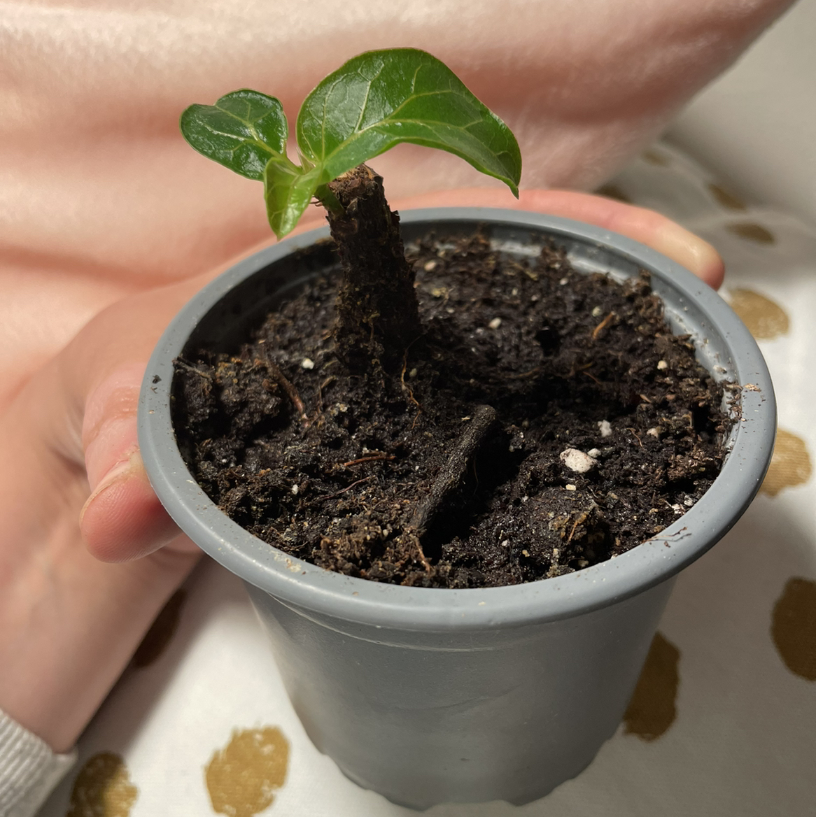 Fiddle Leaf Fig plant photo by @plantitlikelauren named Figet me not! on Greg, the plant care app.