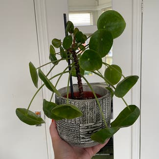Chinese Money Plant plant in London, England