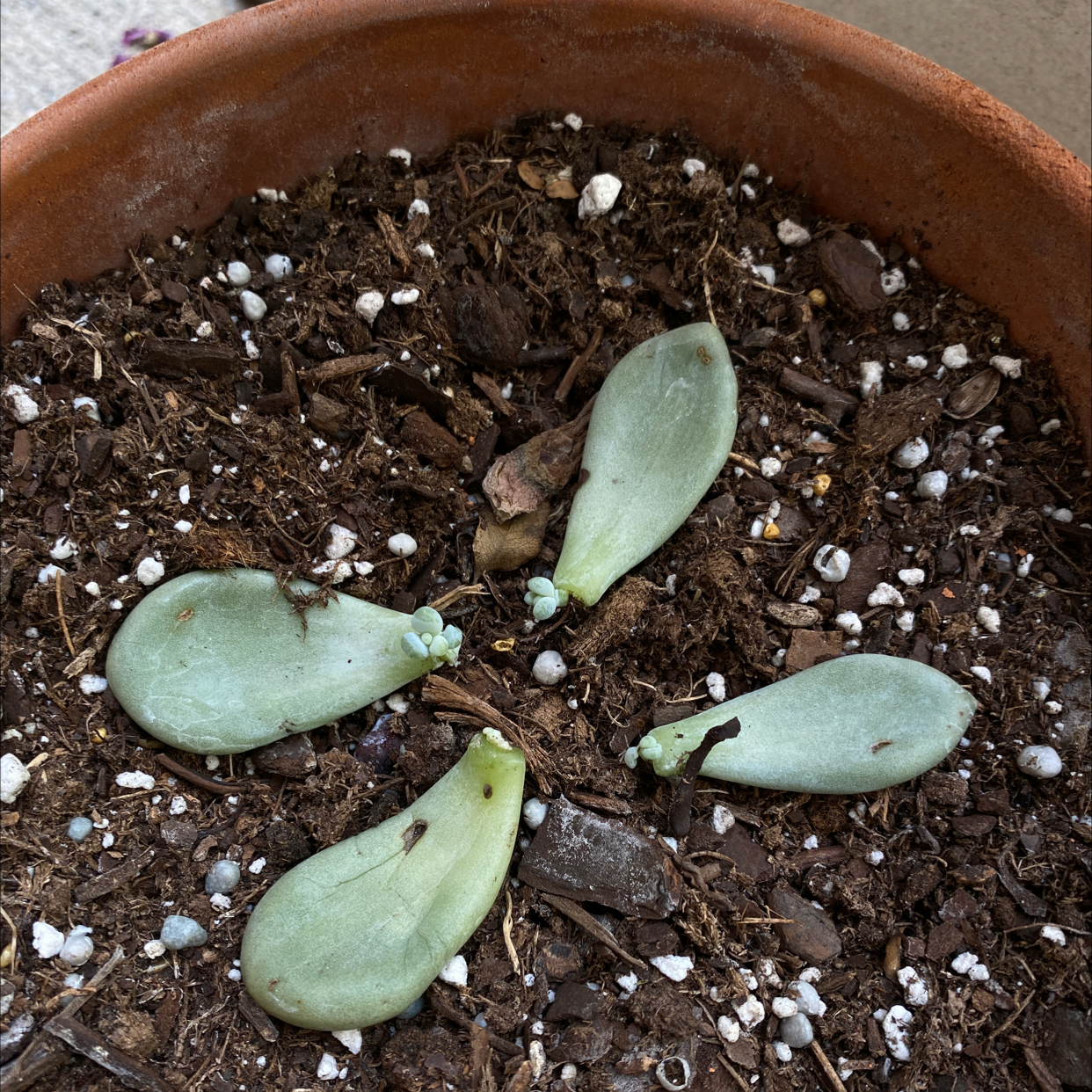 Photo of the plant species Beautiful Graptopetalum by @lausals named Mochi on Greg, the plant care app