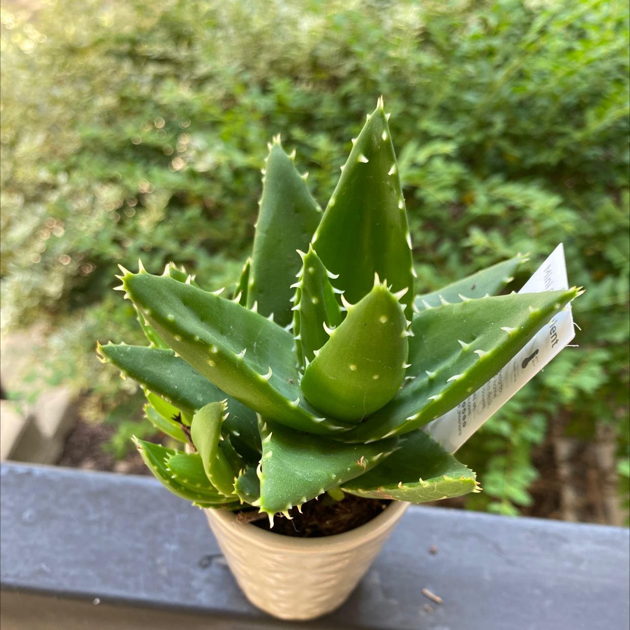 Photo of the plant species Short-Leaved Aloe by @lausals named Apollo on Greg, the plant care app