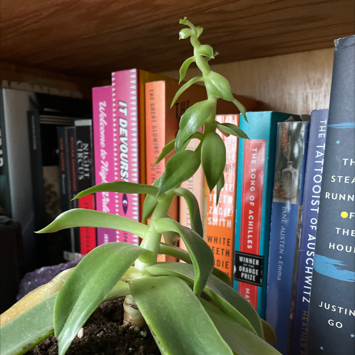 Crassula capitella 'Campfire' plant on a shelf with books in the background.