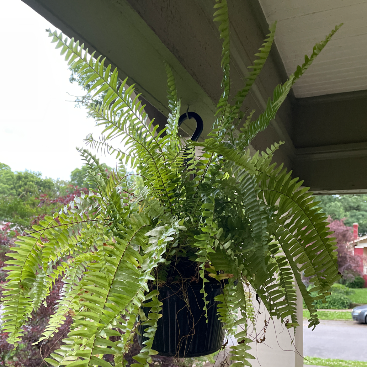 Large, healthy Boston fern plant with lush green fronds hanging in basket on outdoor patio.