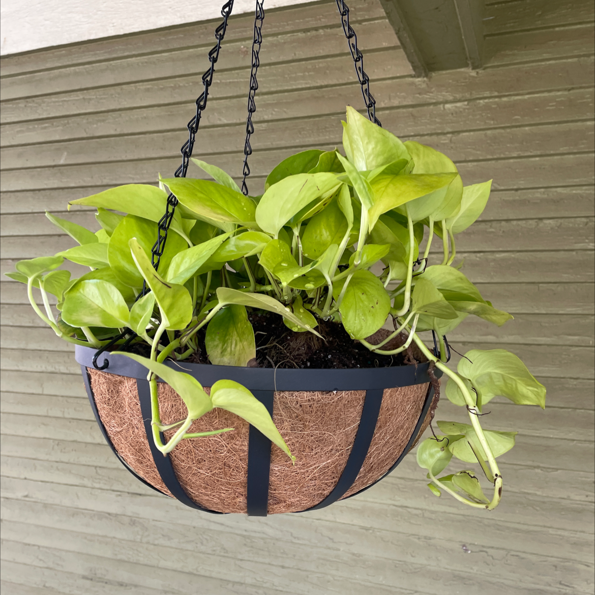 Neon Pothos plant in a hanging basket with vibrant green leaves.