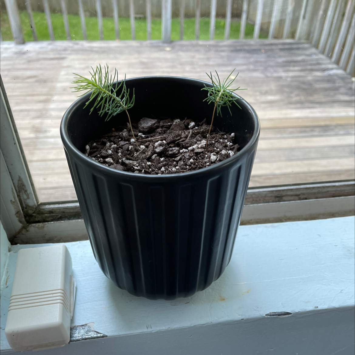 Young Norway Spruce seedlings in a black pot with visible soil, placed on a windowsill.