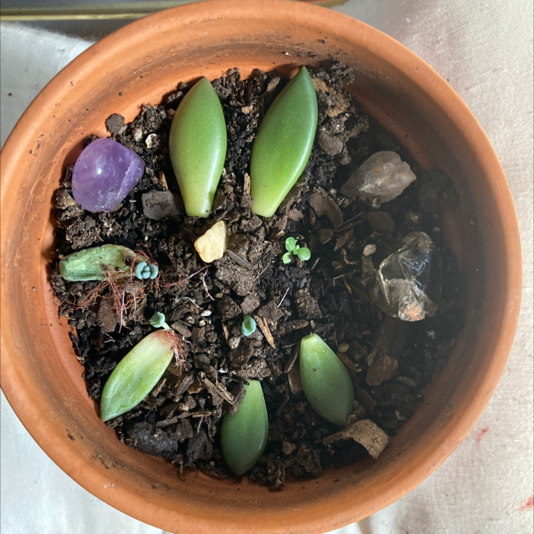 Potted Sedum clavatum with green leaves and crystals on the soil surface.