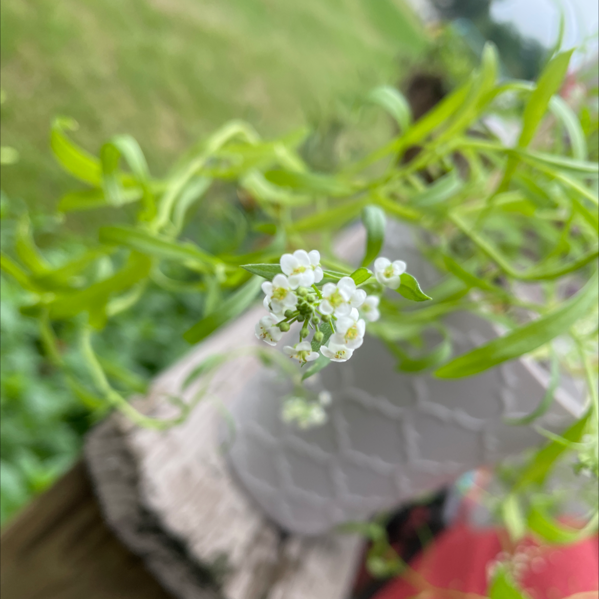Close up of healthy white Sweet Alyssum flowers in full bloom with lush green foliage, growing outdoors.