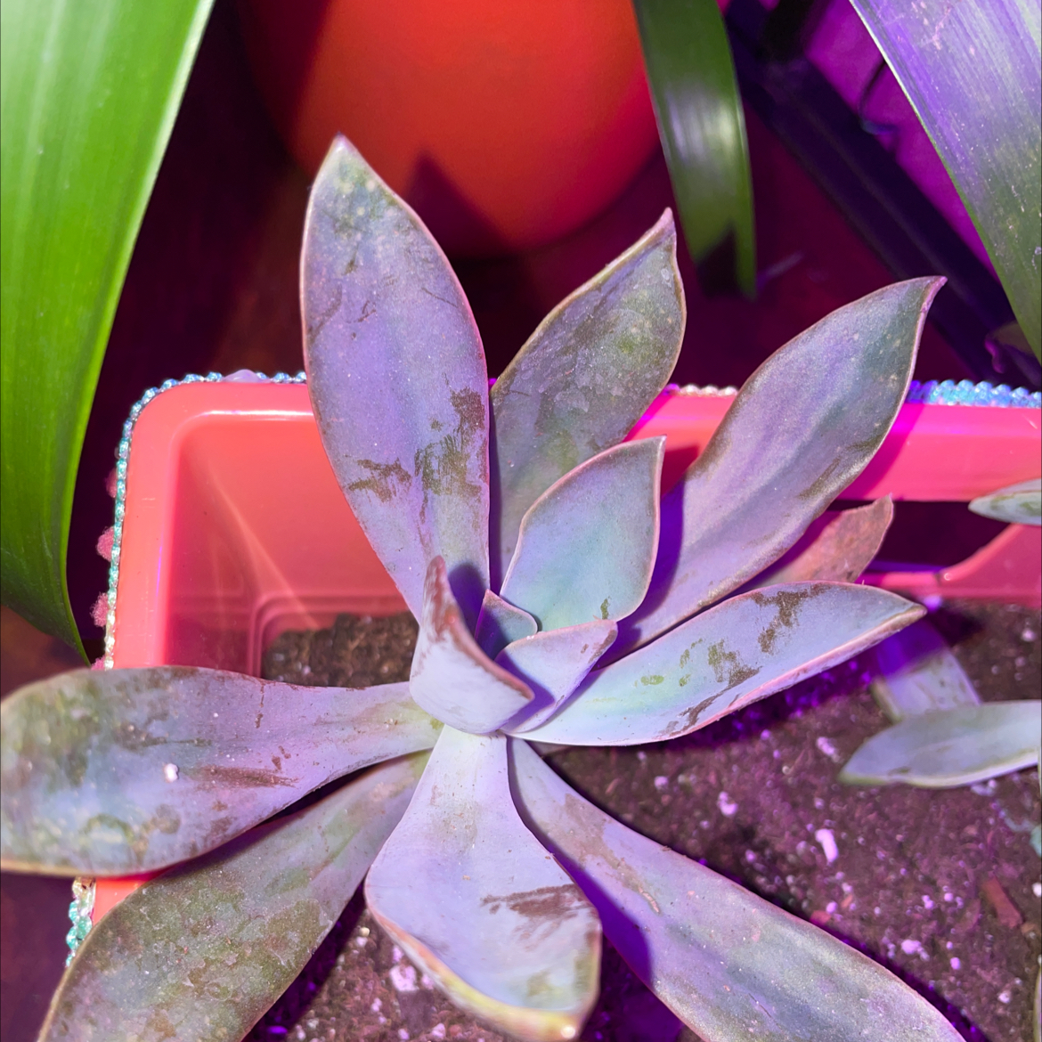 Graptoveria 'Fred Ives' succulent with some leaf discoloration and visible soil in a pot.