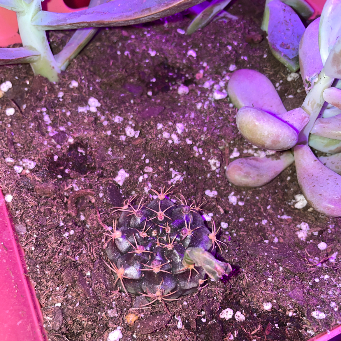 Gymnocalycium stenopleurum cactus in soil with another succulent plant nearby.