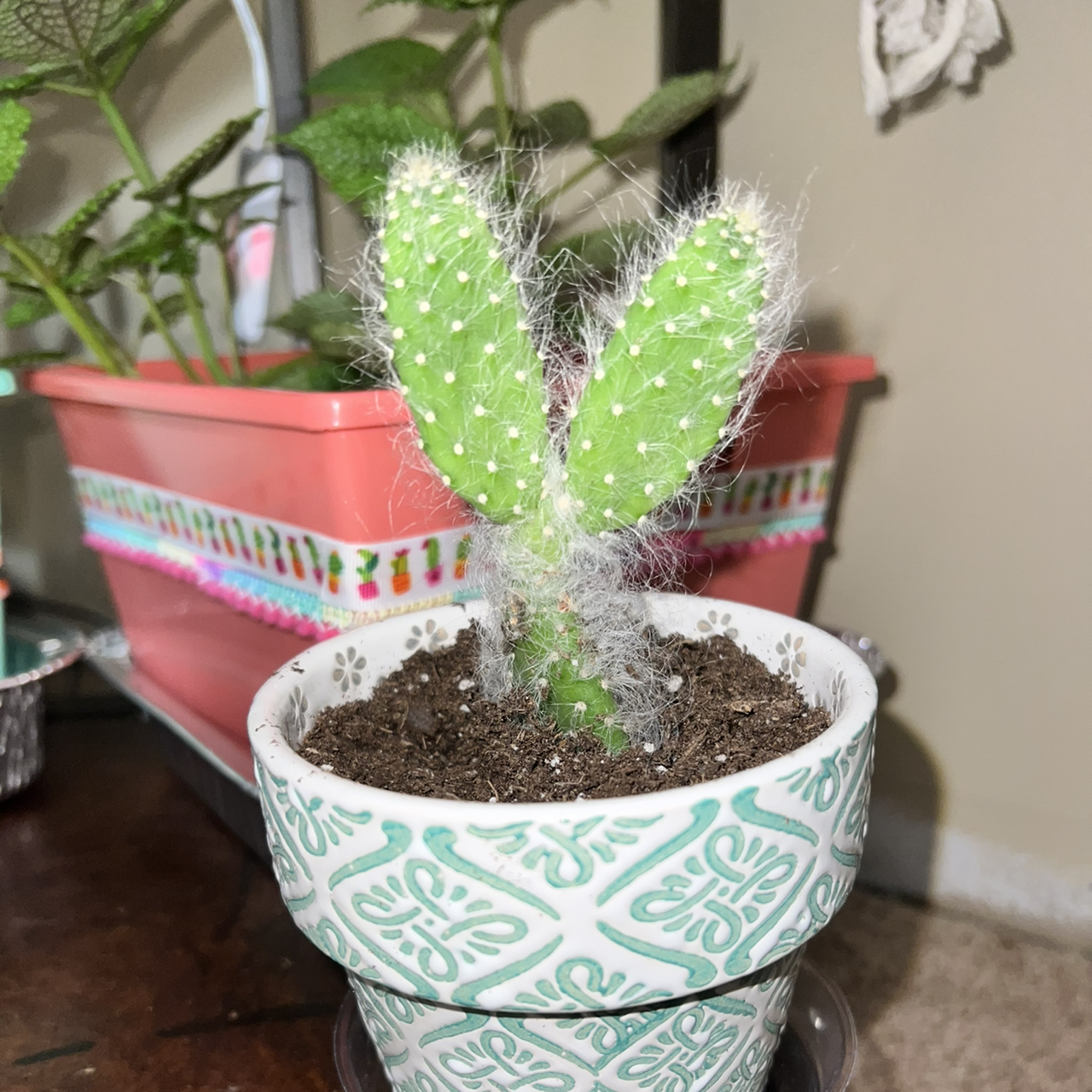 Healthy Few-Spined Marble-Seeded Prickly Pear cactus in a decorative pot with visible soil.