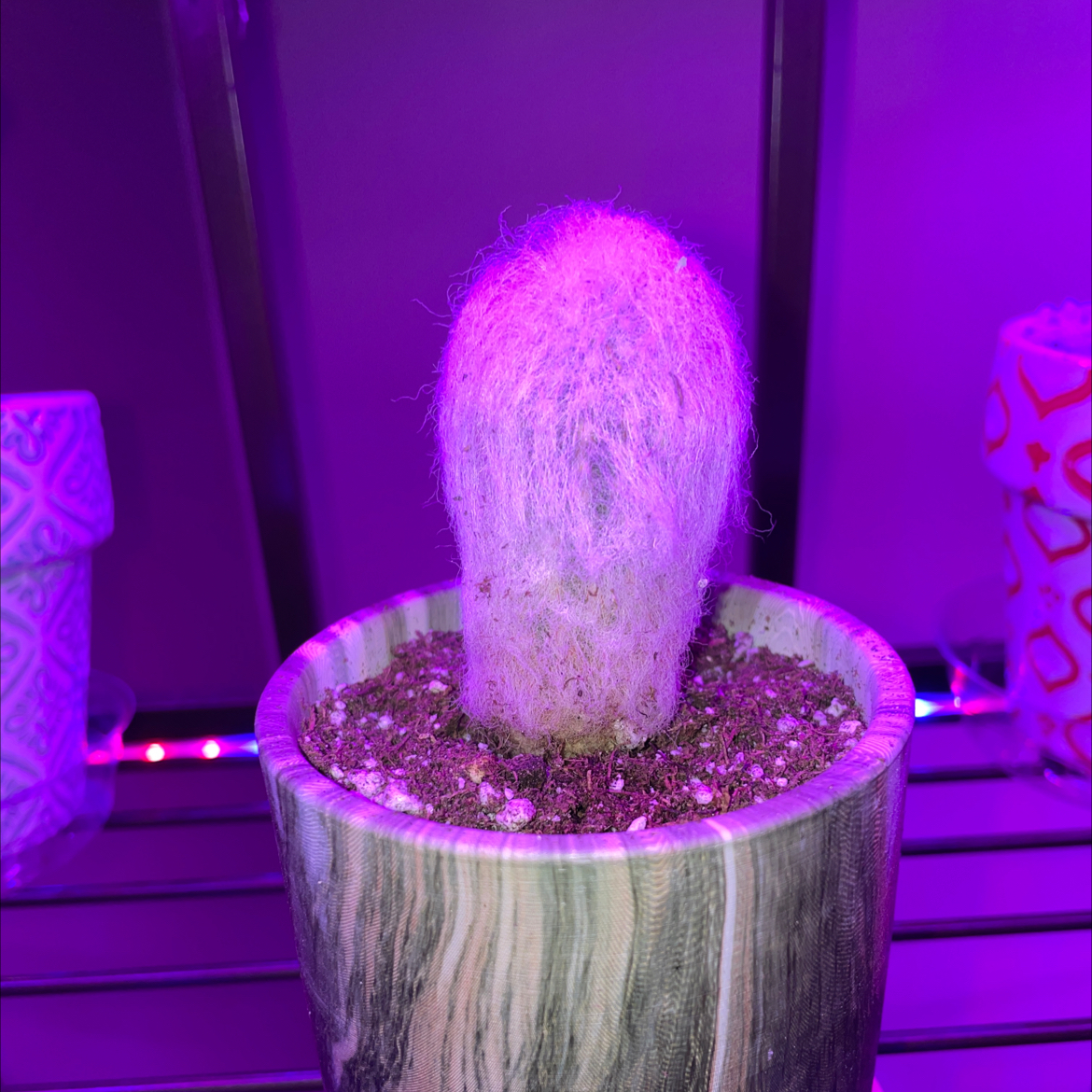 Photo of the plant species Peruvian Old Man Cactus by @Vannahvivian named Mr. Whiskers on Greg, the plant care app