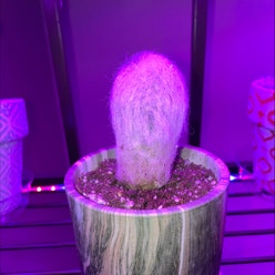 Peruvian Old Man Cactus plant