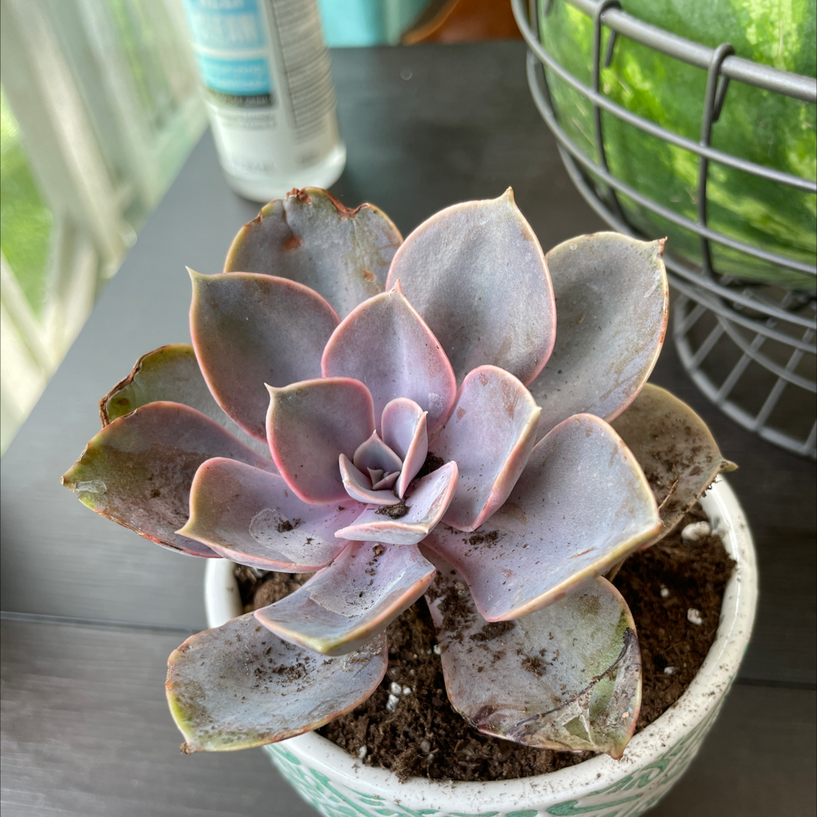 Echeveria Gibbiflora plant photo by @Vannahvivian named Bigleaf Smalls on Greg, the plant care app.