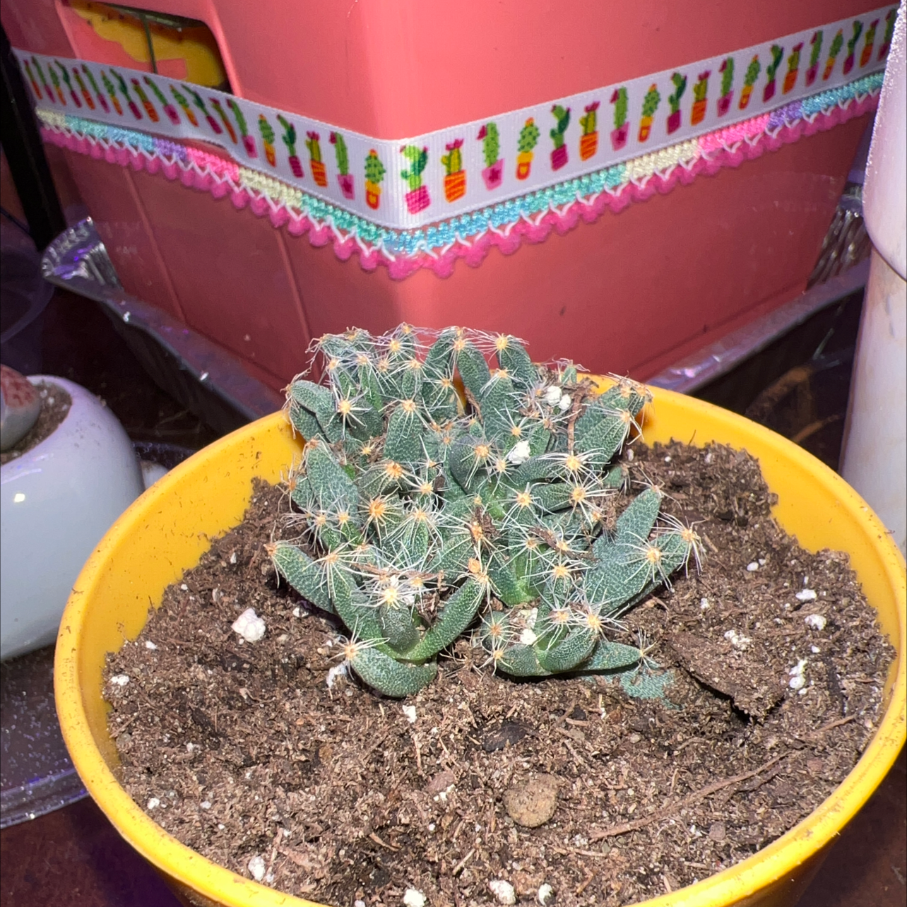 Potted Miniature Desert Rose plant in a yellow pot with visible soil.