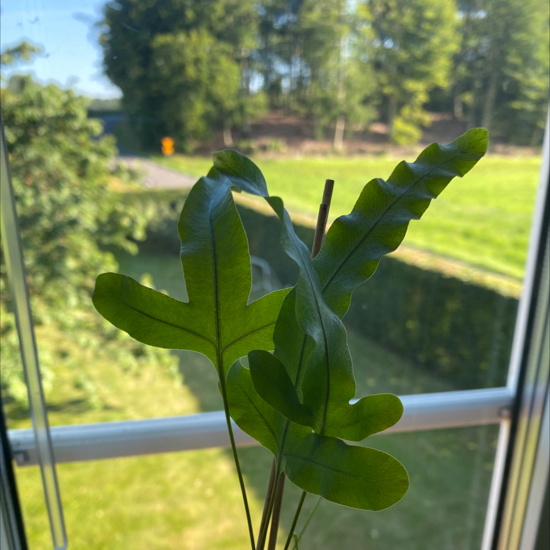 Photo of the plant species Virginia Blue Fern by @Queenofplants named Sage on Greg, the plant care app
