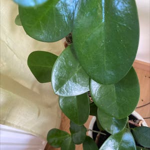 Hoya australis 'Bordvare' plant photo by @Queenofplants named Kesha on Greg, the plant care app.