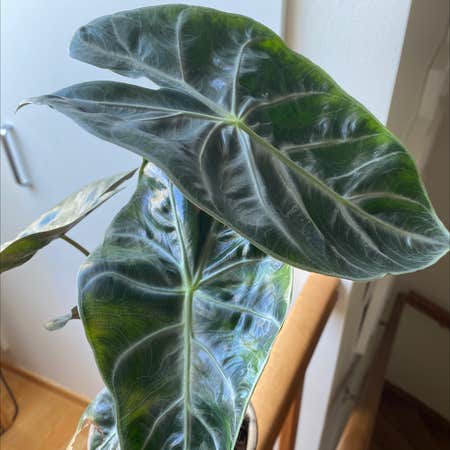 Photo of the plant species Alocasia Pink Dragon by @Queenofplants named Zion on Greg, the plant care app