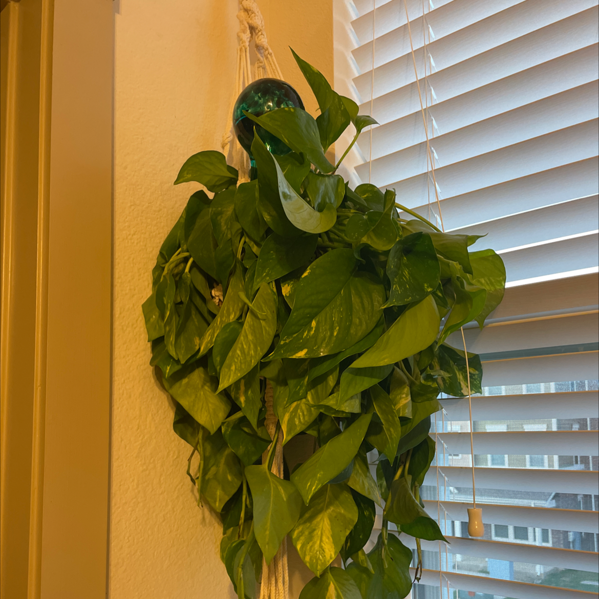 Taro Vine plant photo by @Shaylandersonn named Jasmine✨ on Greg, the plant care app.