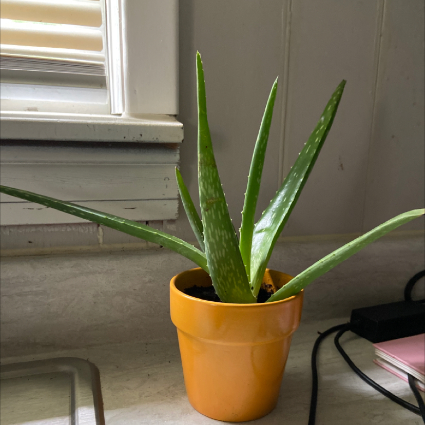 Aloe vera plant photo by Dawn named Sophie on Greg, the plant care app.