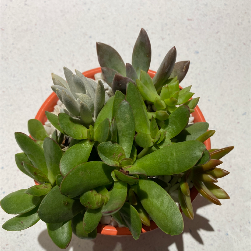 Lucky Plant plant photo by @Ericalewis18 named Claire on Greg, the plant care app.