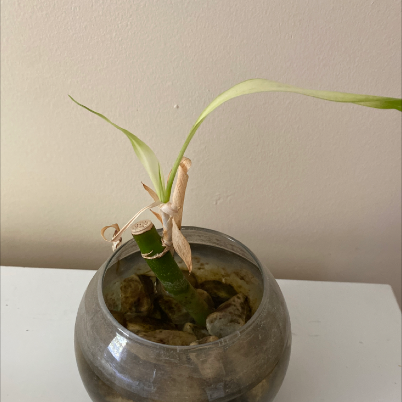 Lucky Bamboo plant photo by @Ericalewis18 named Kate on Greg, the plant care app.