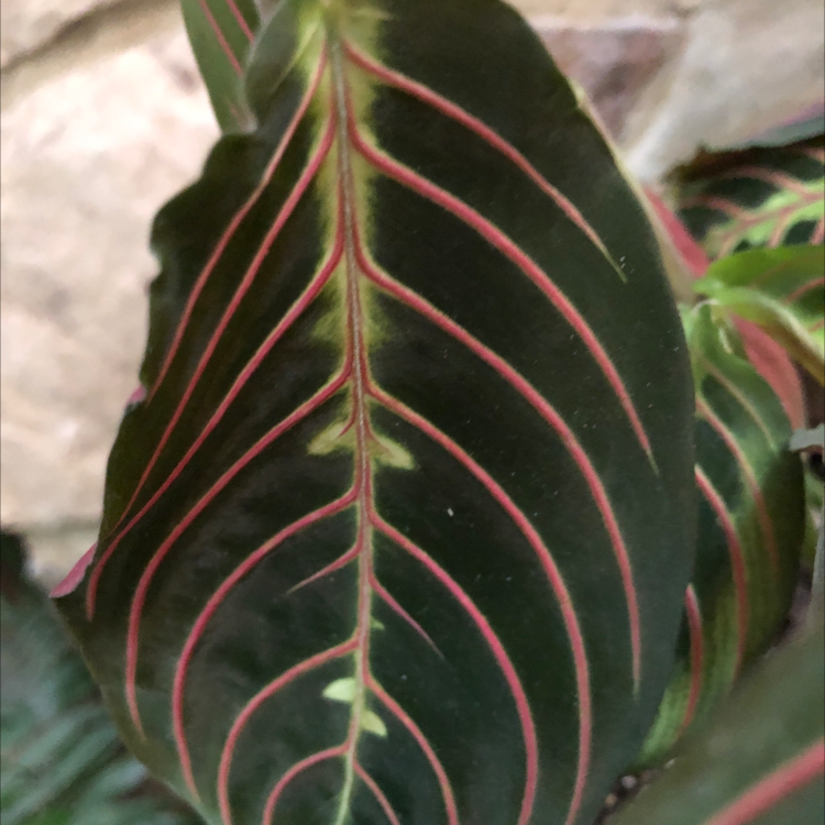 Green Prayer Plant plant photo by Paul named Maren on Greg, the plant care app.