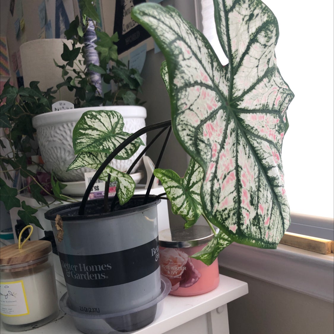 Heart of Jesus plant photo by Tessie named Caladium on Greg, the plant care app.