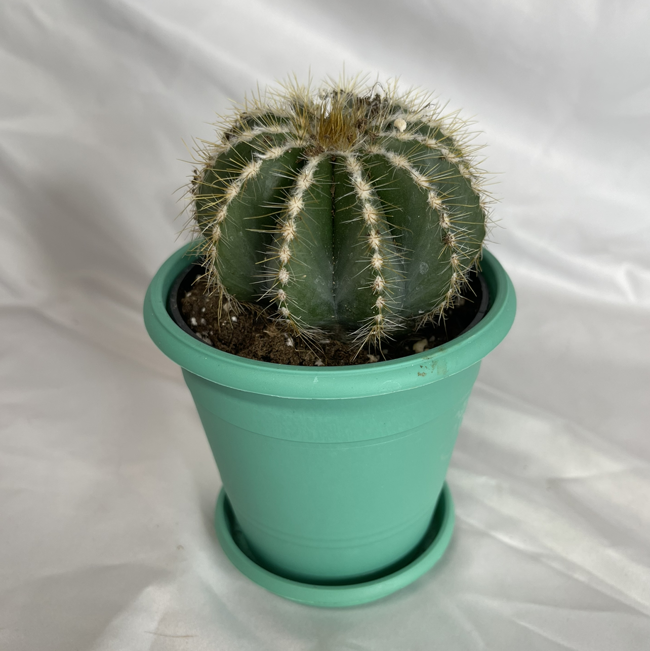 Balloon Cactus in a green pot with visible soil, well-framed and in focus.