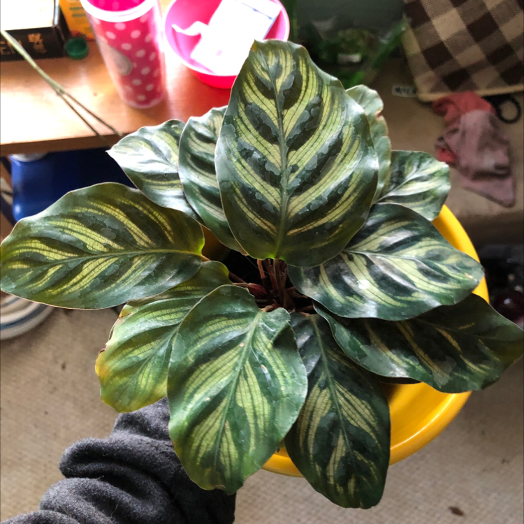 Cathedral Windows plant with variegated leaves in a yellow pot, slight yellowing visible.