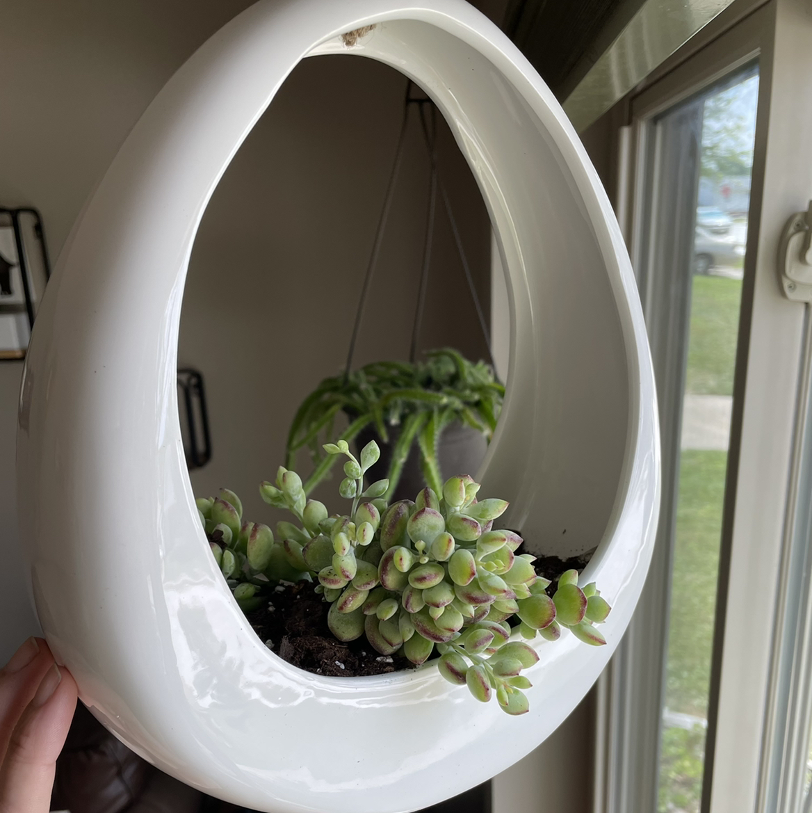 Photo of the plant species Cliff Cotyledon by Tasha named Mork on Greg, the plant care app