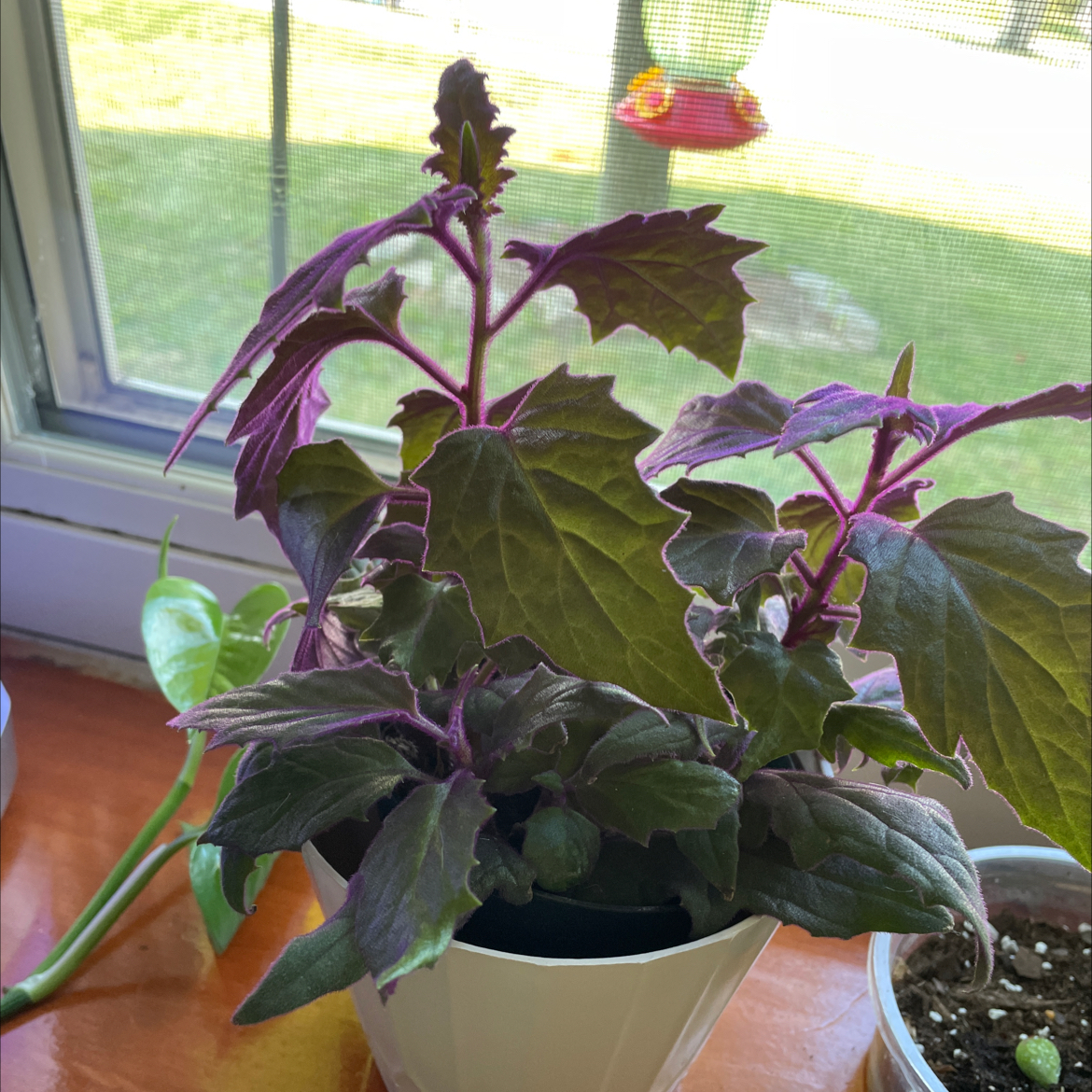 Photo of the plant species Purple Velvet Plant by Tasha named Lilibet on Greg, the plant care app