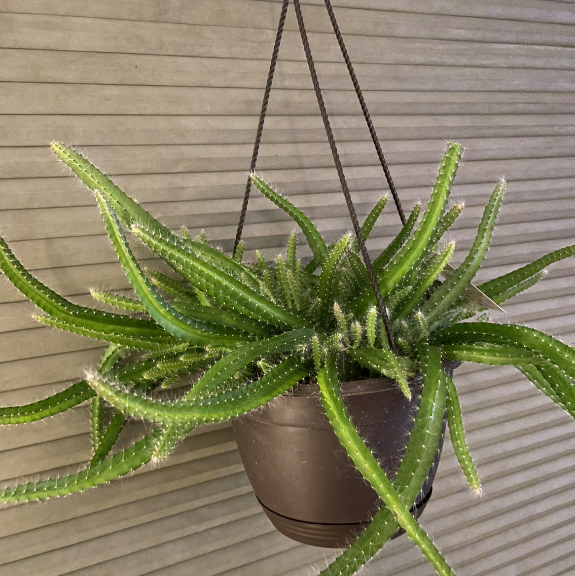 Photo of the plant species Queen of the Night by Tasha named Miss Frizzle on Greg, the plant care app