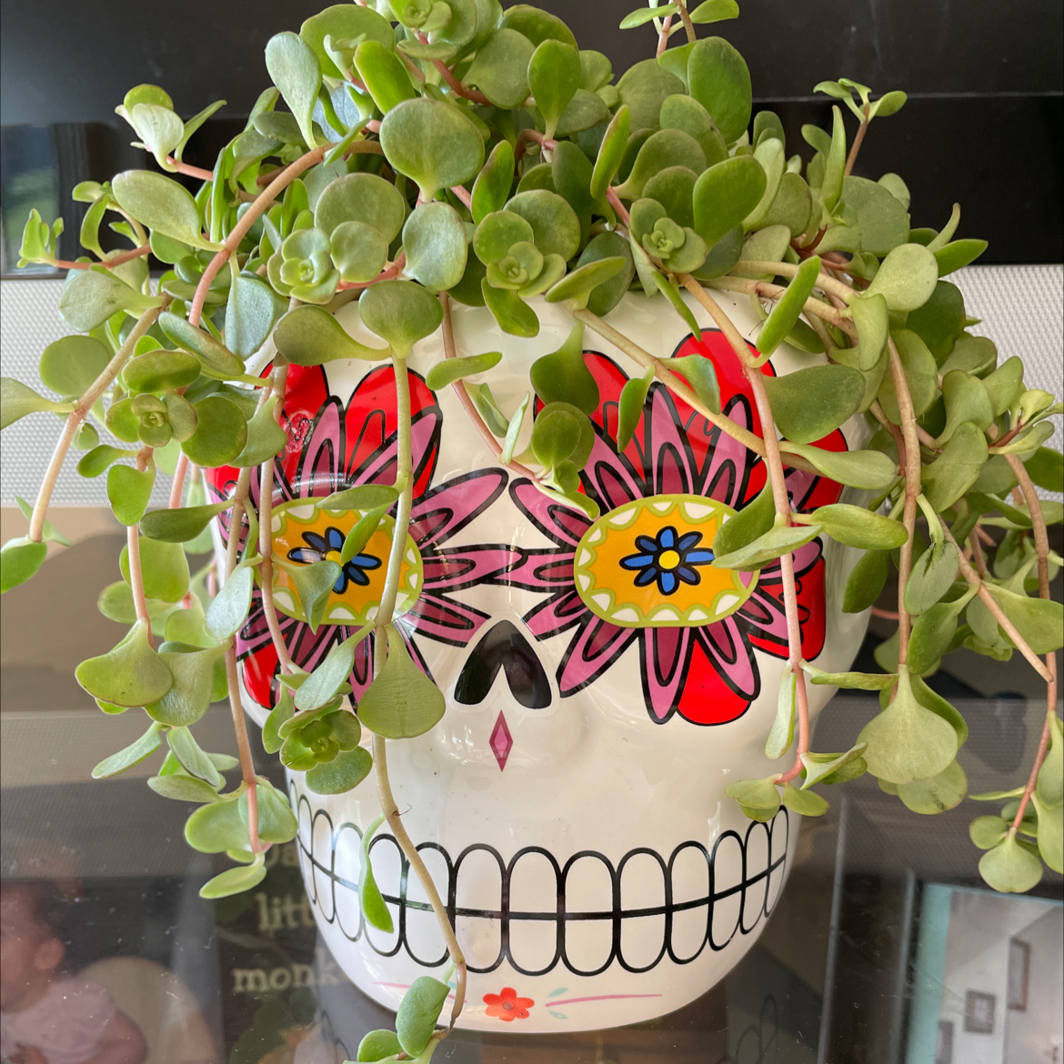 Woodland Stonecrop plant in a decorative skull-shaped pot with green leaves.