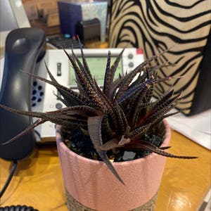 Zebra Plant plant photo by @Dmariieee21 named Daphne on Greg, the plant care app.
