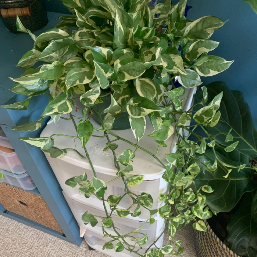 Pearls and Jade Pothos plant with variegated leaves, healthy and well-framed.