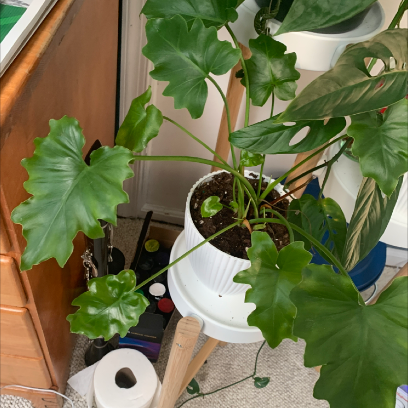 Philodendron 'Hope Selloum' plant in a white pot with healthy green leaves.