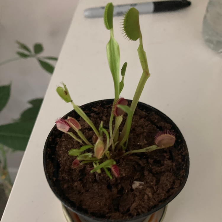 Red Piranha plant photo by @bluefootedboobie named kachow on Greg, the plant care app.