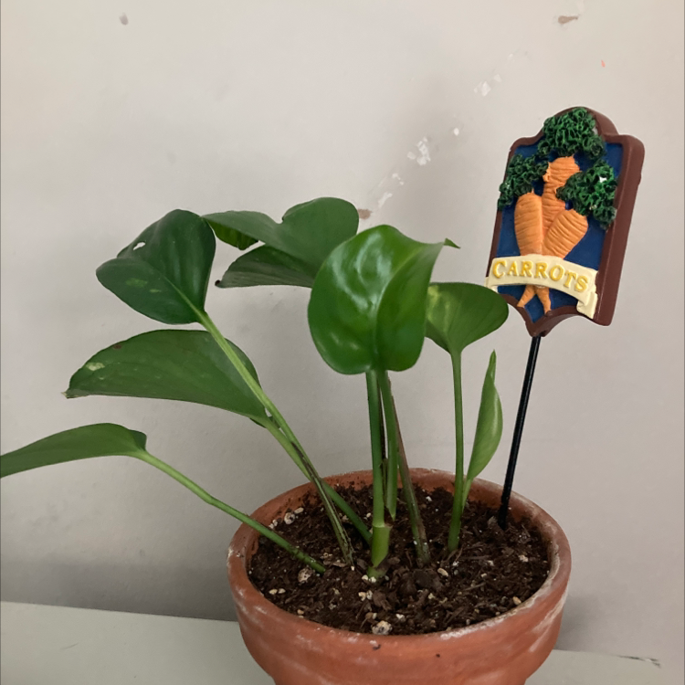 Taro Vine plant photo by @bluefootedboobie named carrot on Greg, the plant care app.