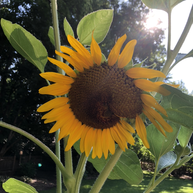 Close-up of a vibrant, healthy sunflower in full bloom, with golden yellow petals radiating from brown center disk against green foliage.